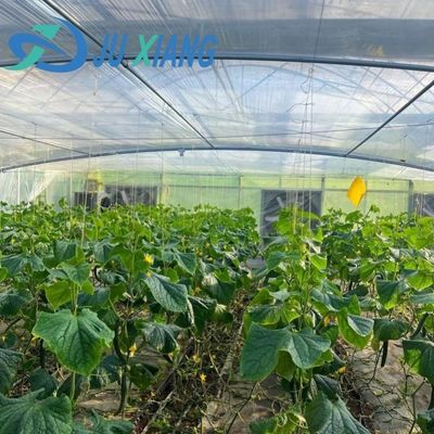 JX-H0068 Παρέχεται θερμοκήπιο τεχνολογίας αντισταγμάτων για προσαρμογή λουλουδιών και ντομάτας