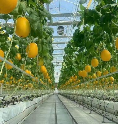 -Κατασκευάστηκε υδροπονικό θερμοκήπιο με τεχνολογία αντι-τρύπανσης με πλήρη πληρωμή καλλιέργειας λαχανικών