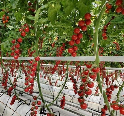 Χειροκηπίο διπλής στρώσης για καλλιέργεια πιπεριών 12,09 * 2,35 * 2,39 cm Μέγεθος συσκευασίας