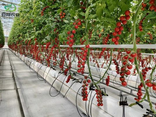 ΗΠΑ / Καναδά Σιδηροδρομική δομή Φυτικά Φυτά Μονόπλοιο θερμοκήπιο για υδροπονική