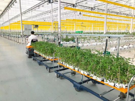 ΗΠΑ / Καναδά Σιδηροδρομική δομή Φυτικά Φυτά Μονόπλοιο θερμοκήπιο για υδροπονική