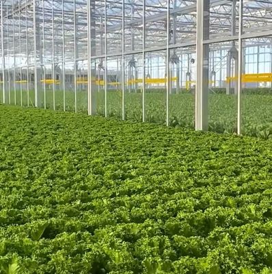 Μεγιστοποιήστε την απόδοση της ντομάτας σας με την τεχνολογία κατά των σταγόνων θερμοκήπια και προσωρινή θέρμανση