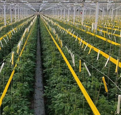 Μεγιστοποιήστε την απόδοση της ντομάτας σας με την τεχνολογία κατά των σταγόνων θερμοκήπια και προσωρινή θέρμανση