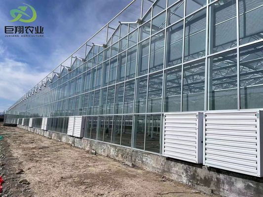 Πράσινα φύλλα Λαχανικά Φωτογραφία PC φύλλο Γεωργικά θερμοκήπια πολλαπλών διαστάσεων για υδροπονική
