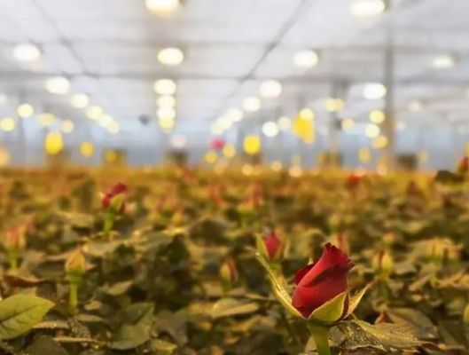 Επιστροφή 30 ημερών Φωτισμένο σπίτι καλλιέργειας για φυτά Φωτισμένη μέθοδος καλλιέργειας
