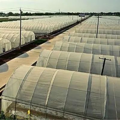 ΗΠΑ/Ca Γεωργικό θερμοκήπιο με ενιαίο διάστημα σήραγγας για μανιτάρια και λαχανικά