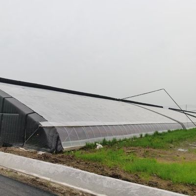 ΗΠΑ/Ca Γεωργικό θερμοκήπιο με ενιαίο διάστημα σήραγγας για μανιτάρια και λαχανικά