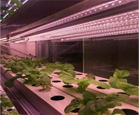 2000.000kg Ελεγχόμενο περιβάλλον με ψεκαστήρα νερού Δωμάτιο σποράς/καλλιεργειών/φρούτων/φυτών