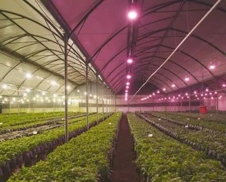 2000.000kg Ελεγχόμενο περιβάλλον με ψεκαστήρα νερού Δωμάτιο σποράς/καλλιεργειών/φρούτων/φυτών