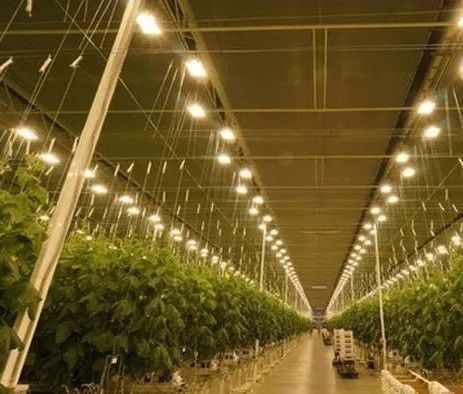 Προσαρμοσμένο αίτημα Juxiang Τομάτα Αγγούρι Lettuce Δομή φωτισμού θερμοκήπιο