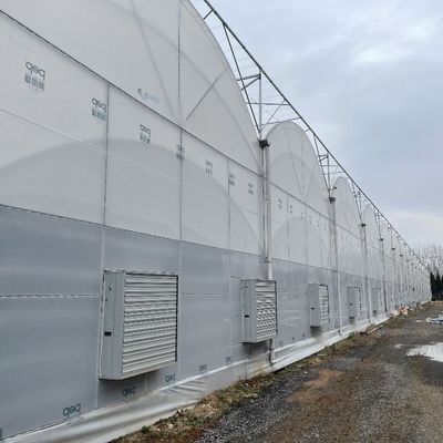 Γεωργικό θερμοκήπιο πλαστικής ταινίας σήραγγας με ύψος τριών έως οκτώ μέτρων