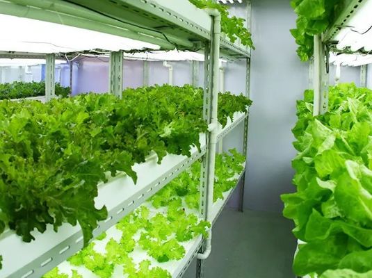 Φωτιστικό θερμοκήπιο με υγρή κουρτίνα για 2000.000kg πακέτου