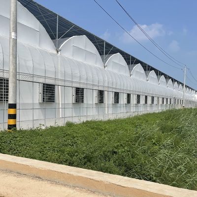 Προσαρμοσμένο αίτημα Γεωργικό πολυδιάστατο θερμοκήπιο πλαστικής ταινίας σήραγγας για παραγωγή
