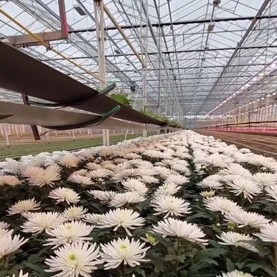 Διπλό στρώμα υδροπονικού συστήματος παραγωγής θερμοκηπίου από γυαλί Venlo με στάκτρια άρδευση