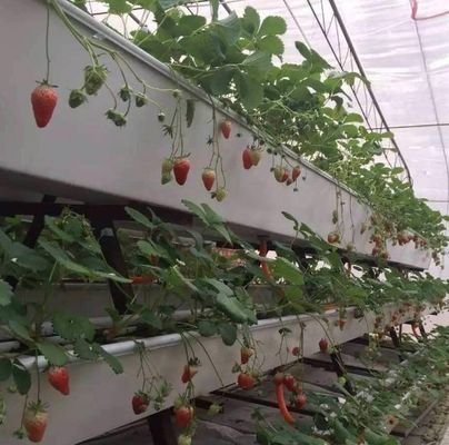 Προσαρμογή υδροπονικού συστήματος θερμοκηπίου υψηλής απόδοσης για εμπορική βιωσιμότητα