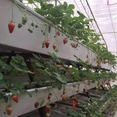 Η καλλιέργεια με φιλμ διευκολύνει τις προηγμένες τεχνικές καλλιέργειας χωρίς έδαφος για εμπορικά θερμοκήπια