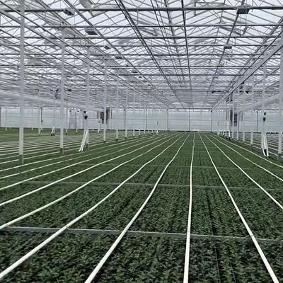 100.000kg Συσκευή Ακαθάριστο βάρος Σύστημα υδροπονικής θερμοκηπίου γυαλιού με στάγμα άρδευσης
