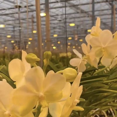 100.000kg Συσκευή Ακαθάριστο βάρος Σύστημα υδροπονικής θερμοκηπίου γυαλιού με στάγμα άρδευσης