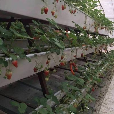 6/9.6/12μέτρα Μέθοδος καλλιέργειας Υδροπονικό σύστημα για θερμοκήπιο Juxiang Film Easy