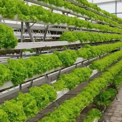 6/9.6/12μέτρα Μέθοδος καλλιέργειας Υδροπονικό σύστημα για θερμοκήπιο Juxiang Film Easy
