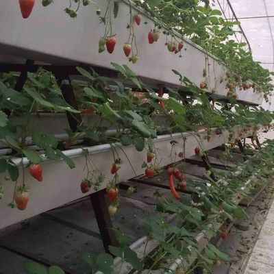 9.6m Φιλμικό θερμοκήπιο για τη μέγιστη απόδοση στην καλλιέργεια χωρίς χώμα και την αρχική πληρωμή