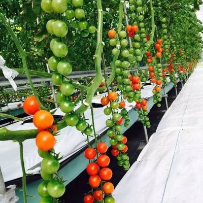 9.6m Φιλμικό θερμοκήπιο για τη μέγιστη απόδοση στην καλλιέργεια χωρίς χώμα και την αρχική πληρωμή