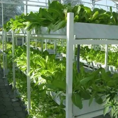 9.6m Φιλμικό θερμοκήπιο για τη μέγιστη απόδοση στην καλλιέργεια χωρίς χώμα και την αρχική πληρωμή