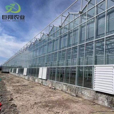 Φυτέλινο θερμοκηπίο τύπου βενλο για την Juxiang