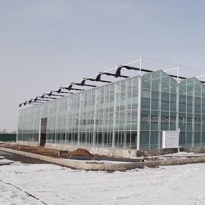 Χειροκηπίο JX-Glass Προσαρμοσμένη λύση για την πώληση ντομάτας και φύλλων στην καυτή αγορά