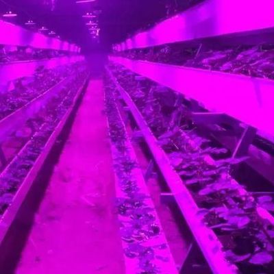 Ελεγχόμενο περιβάλλον φωτισμένο θερμοκήπιο φύτευσης με γυάλινη κάλυψη και φωτισμό