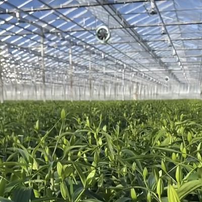 Γυάλινο θερμοκήπιο υδροπονικό σύστημα για λαχανικά και λουλούδια Προηγμένη τεχνολογία