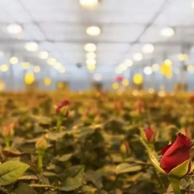 Φωτιστικό θερμοκήπιο με ρύθμιση υγρασίας 12,09 * 2,35 * 2,39 cm Μέγεθος συσκευασίας
