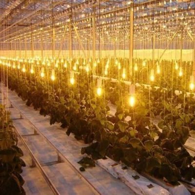 Φωτιστικό θερμοκήπιο με ρύθμιση υγρασίας 12,09 * 2,35 * 2,39 cm Μέγεθος συσκευασίας