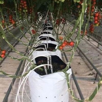 θερμοκήπιο για καλλιέργεια σπόρων με φωτισμό από υγρή κουρτίνα και προσαρμόσιμες επιλογές