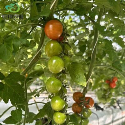 Υδροπονική μέθοδος καλλιέργειας Γεωργία Γυάλινο θερμοκήπιο για ντομάτες/φρούτα