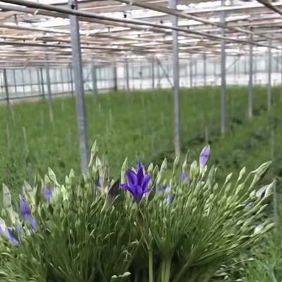 Γεωργικό θερμοκήπιο με αυτόματο σύστημα ελέγχου