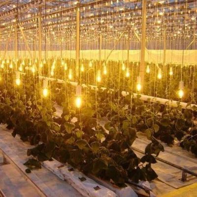 Διπλό στρώμα ψεκαστήρα νερού ελεγχόμενο φωτιστικό θερμοκήπιο για φυτικές λύσεις