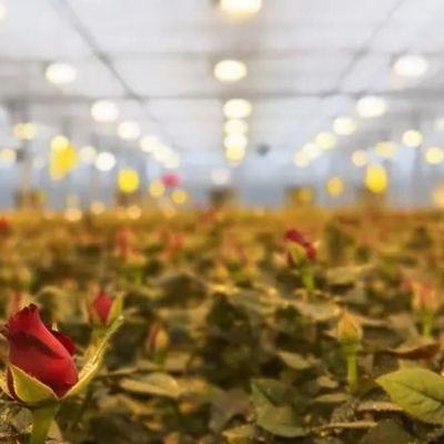 Γυάλινη κάλυψη JX-GG-12 Υδροπονική εγκατάσταση σκιώδους σποράς φωτισμένο θερμοκήπιο από την Juxiang
