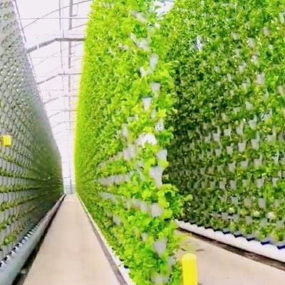 Υδροπονική εγκατάσταση σποράς σε εσωτερικούς χώρους θερμοκήπια με σκιά από φιλμ
