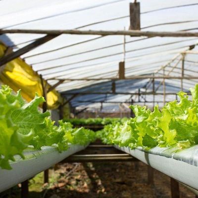 Υδροπονική εγκατάσταση σποράς σε εσωτερικούς χώρους θερμοκήπια με σκιά από φιλμ