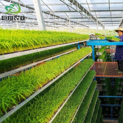 Προσαρμοσμένο διάστημα 8m 9,6m 12m θερμοκήπιο για αγγούρι κατασκευασμένο από ζεστό-DIP γαλβανισμένο χάλυβα σωλήνα