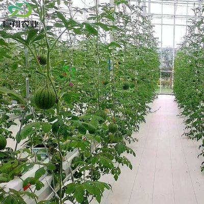 Προσαρμοσμένο διάστημα 8m 9,6m 12m θερμοκήπιο για αγγούρι κατασκευασμένο από ζεστό-DIP γαλβανισμένο χάλυβα σωλήνα