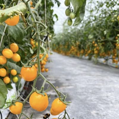 Ζυθοκήπιο από γυαλί Ju Xiang με τύπου στέγη Κόστος αποστολής και εκτιμώμενος χρόνος παράδοσης