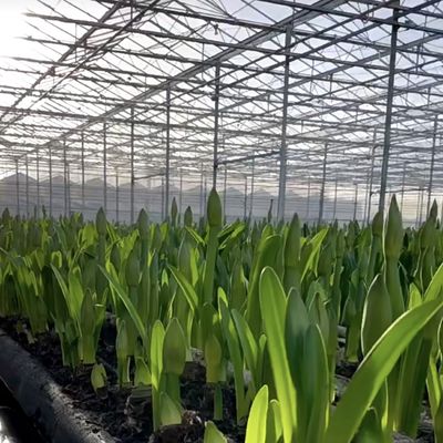 Διπλό στρώμα γυαλιού θερμοκηπίου για λουλούδια 50.00cm * 60.00cm * 80.00cm Μέγεθος συσκευασίας