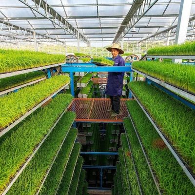 Προσαρμοσμένο θερμοκήπιο JX-Glass 2023 Juxiang γεωργικό εξοπλισμό με σύστημα ψύξης