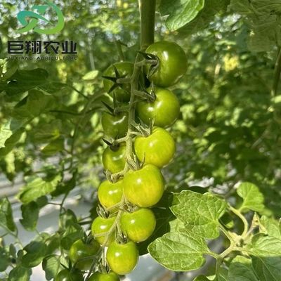 Προσαρμοσμένο θερμοκήπιο JX-Glass 2023 Juxiang γεωργικό εξοπλισμό με σύστημα ψύξης
