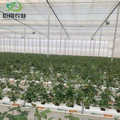 Προσαρμοσμένο θερμοκήπιο JX-Glass 2023 Juxiang γεωργικό εξοπλισμό με σύστημα ψύξης