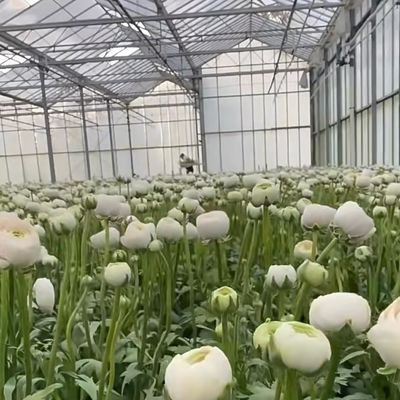 Προσαρμοσμένο διπλό στρώμα πολλαπλού γυαλιού θερμοκήπιο για λουλούδια που κατασκευάζονται σύμφωνα με τις προδιαγραφές σας