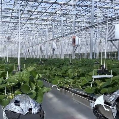 Φυτώριο από υαλοπίνακα για την καλλιέργεια φυτών Πακέτο Μέγεθος 50,00cm * 60,00cm * 80,00cm
