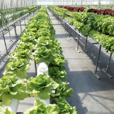 Αγροτικό γυάλινο θερμοκήπιο Αποχώρηση για καλλιέργειες Προσαρμοσμένη αίτηση 20 δολάρια ΗΠΑ/τ.μ.